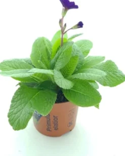 Schlüsselblume (Primula elatior 'Stella Blue') D 12 H 25 cm