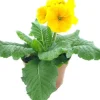 Schlüsselblume (Primula elatior 'Sibel Gold') D 12 H 20 cm