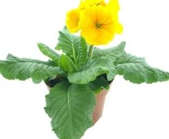 Schlüsselblume (Primula elatior 'Sibel Gold') D 12 H 20 cm