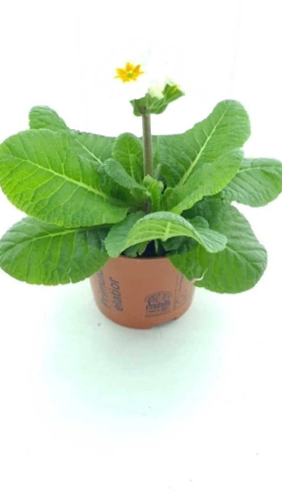 Schlüsselblume (Primula elatior 'Sibel White') D 12 H 20 cm