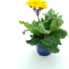 Schlüsselblume (Primula elatior 'Stella Gold') D 12 H 25 cm