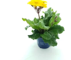 Schlüsselblume (Primula elatior 'Stella Gold') D 12 H 25 cm