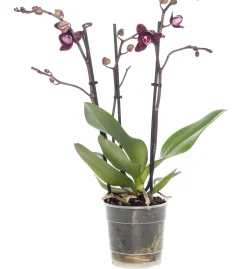 Schmetterlingsorchidee 3 Triebe (Phalaenopsis) lila D 12 H 55 cm