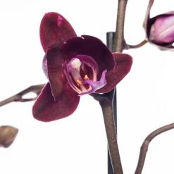 Schmetterlingsorchidee 3 Triebe (Phalaenopsis) lila D 12 H 55 cm