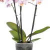 Schmetterlingsorchidee 3 Triebe (Phalaenopsis) rosa D 12 H 55 cm