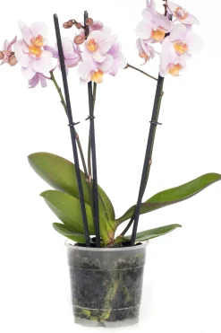 Schmetterlingsorchidee 3 Triebe (Phalaenopsis) rosa D 12 H 55 cm