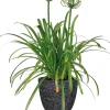 Schmucklilie (Agapanthus africanus 'Whitney') D 24 H 70 cm