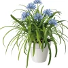 Schmucklilie (Agapanthus africanus 'Amourette Blue') D 23 H 70 cm