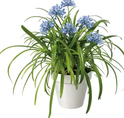 Schmucklilie (Agapanthus africanus 'Amourette Blue') D 23 H 70 cm