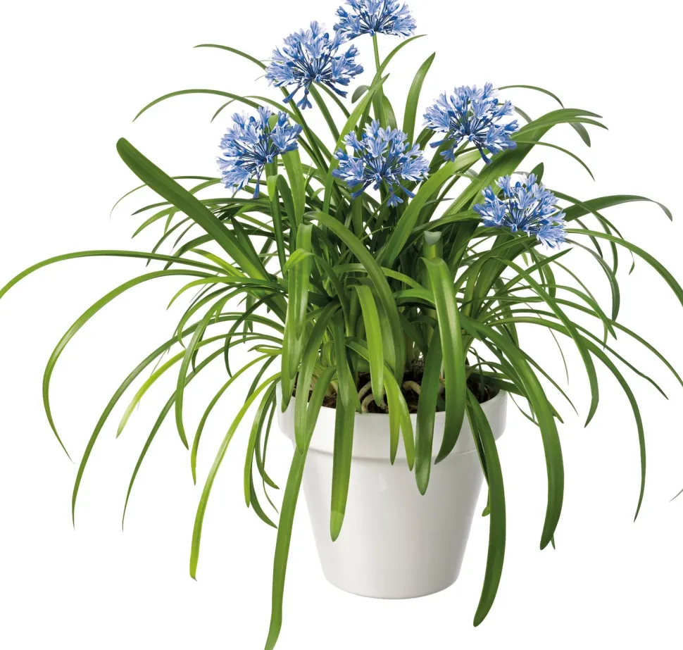 Schmucklilie (Agapanthus africanus 'Amourette Blue') D 23 H 70 cm