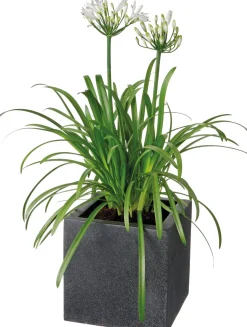 Schmucklilie (Agapanthus africanus 'Amourette White') D 17 H 70 cm