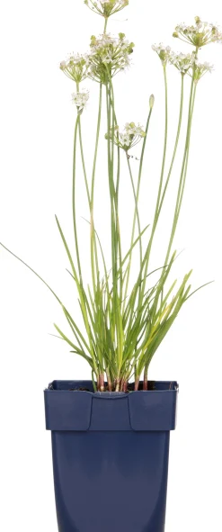 Schnittknoblauch (Allium tuberosum) D 11 H 10 cm