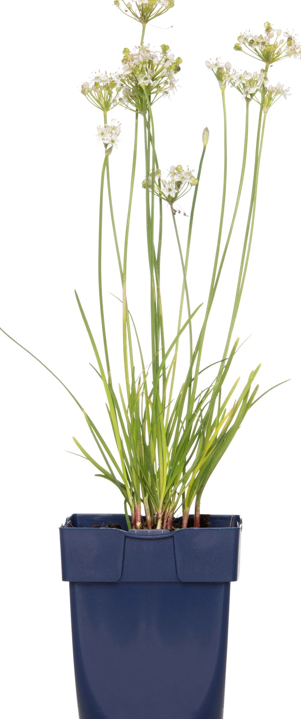 Schnittknoblauch (Allium tuberosum) D 11 H 10 cm