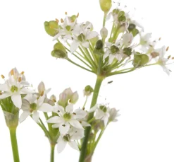 Schnittknoblauch (Allium tuberosum) D 11 H 10 cm