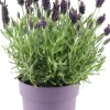 Schopflavendel (Lavandula stoechas) D 14 H 10 cm