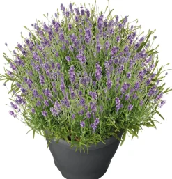 Schopflavendel (Lavandula stoechas 'Marseille') D 19 H 35 cm