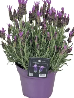 Schopflavendel (Lavandula stoechas 'Greek Mountain') D 15 H 25 cm