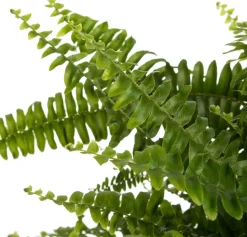 Schwertfarn (Nephrolepis exaltata 'Green Lady') D 20 H 60 cm