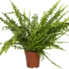 Schwertfarn (Nephrolepis exaltata 'Green Lady') D 12 cm H 35 cm