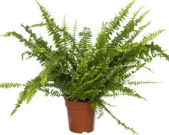 Schwertfarn (Nephrolepis exaltata 'Green Lady') D 12 cm H 35 cm