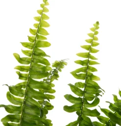 Schwertfarn (Nephrolepis exaltata 'Green Lady') D 12 cm H 35 cm