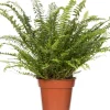 Schwertfarn (Nephrolepis exaltata 'Green Lady') D 17 cm H 55 cm