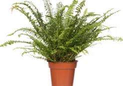 Schwertfarn (Nephrolepis exaltata 'Green Lady') D 17 cm H 55 cm