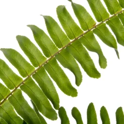 Schwertfarn (Nephrolepis exaltata 'Green Lady') D 17 cm H 55 cm