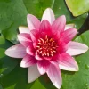 Seerose (Nymphaea 'Attraction') D 11 H 30 cm
