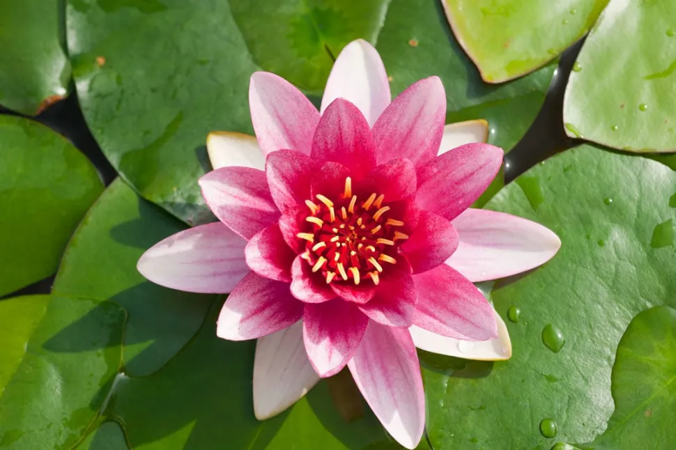 Seerose (Nymphaea 'Attraction') D 11 H 30 cm