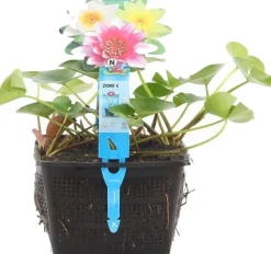 Seerose (Nymphaea Mix Trio Pygmaea) D 18 H 30 cm