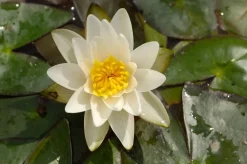 Seerose (Nymphaea 'Pygmea alba') D 11 H 30 cm