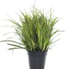 Segge (Carex morrowii 'Ice Dance') D 17 H 40 cm