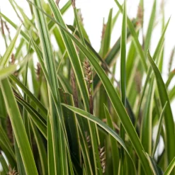Segge (Carex morrowii 'Ice Dance') D 17 H 40 cm