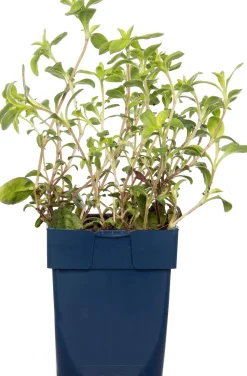 Seifenkraut (Saponaria officinalis) D 11 H 15 cm