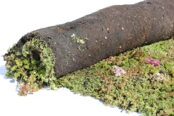 Sempergreen Sedummatte 200 x 60 x 2 cm