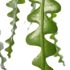 Sägeblattkaktus (Epiphyllum anguliger) D 14 H 30 cm