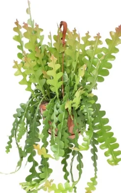 Sägeblattkaktus im Hängetopf (Epiphyllum anguliger) D 21 H 60 cm