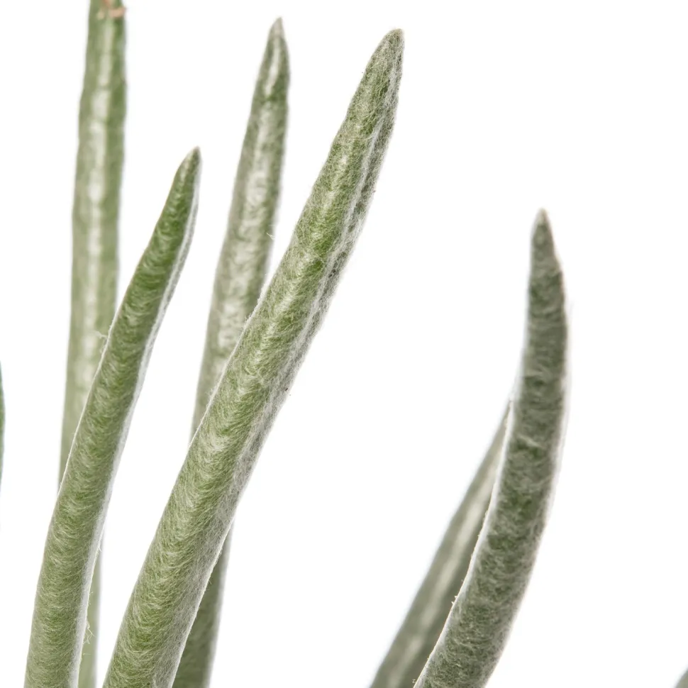 Silber-Kreuzkraut (Senecio scaposus) D 10,5 H 15 cm