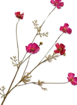 Silk-Ka Kunstblume Cosmos violett 77 cm