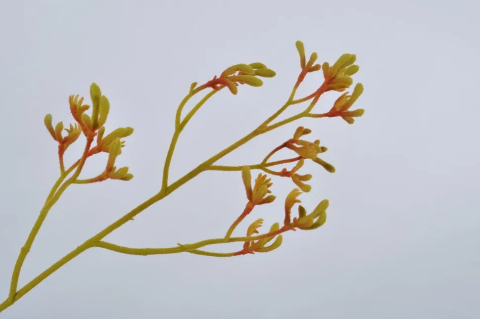 Silk-ka Kunstblume Känguru-Blume gelb 72 cm