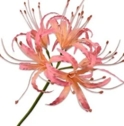 Silk-Ka Kunstblume Nerine rosa 93 cm