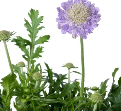 Skabiose (Scabiosa caucasica 'Perfecta')