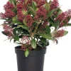Skimmie (Skimmia japonica 'Rubella') D 15 cm H 35 cm