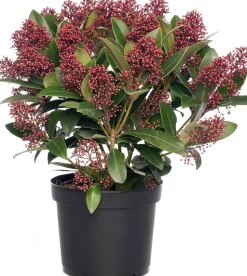Skimmie (Skimmia japonica 'Rubella') D 15 cm H 35 cm
