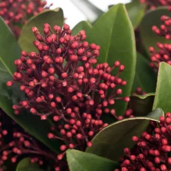 Skimmie (Skimmia japonica 'Rubella') D 15 cm H 35 cm