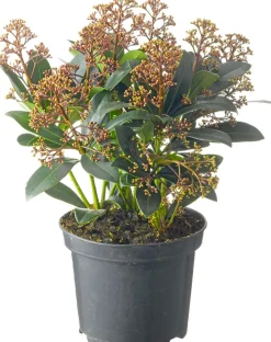 Skimmie (Skimmia japonica 'Rubella') D 19 H 60 cm