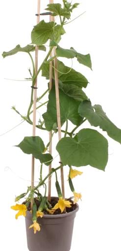 Snackgurke (Cucumis sativus) D 14 H 60 cm