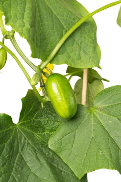 Snackgurke (Cucumis sativus) D 14 H 60 cm