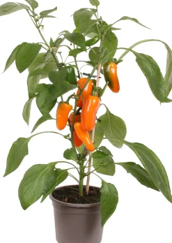 Snackpaprika orange (Capsicum annuum) D 14 H 40 cm